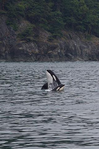 092 Anacortes, Orca.jpg